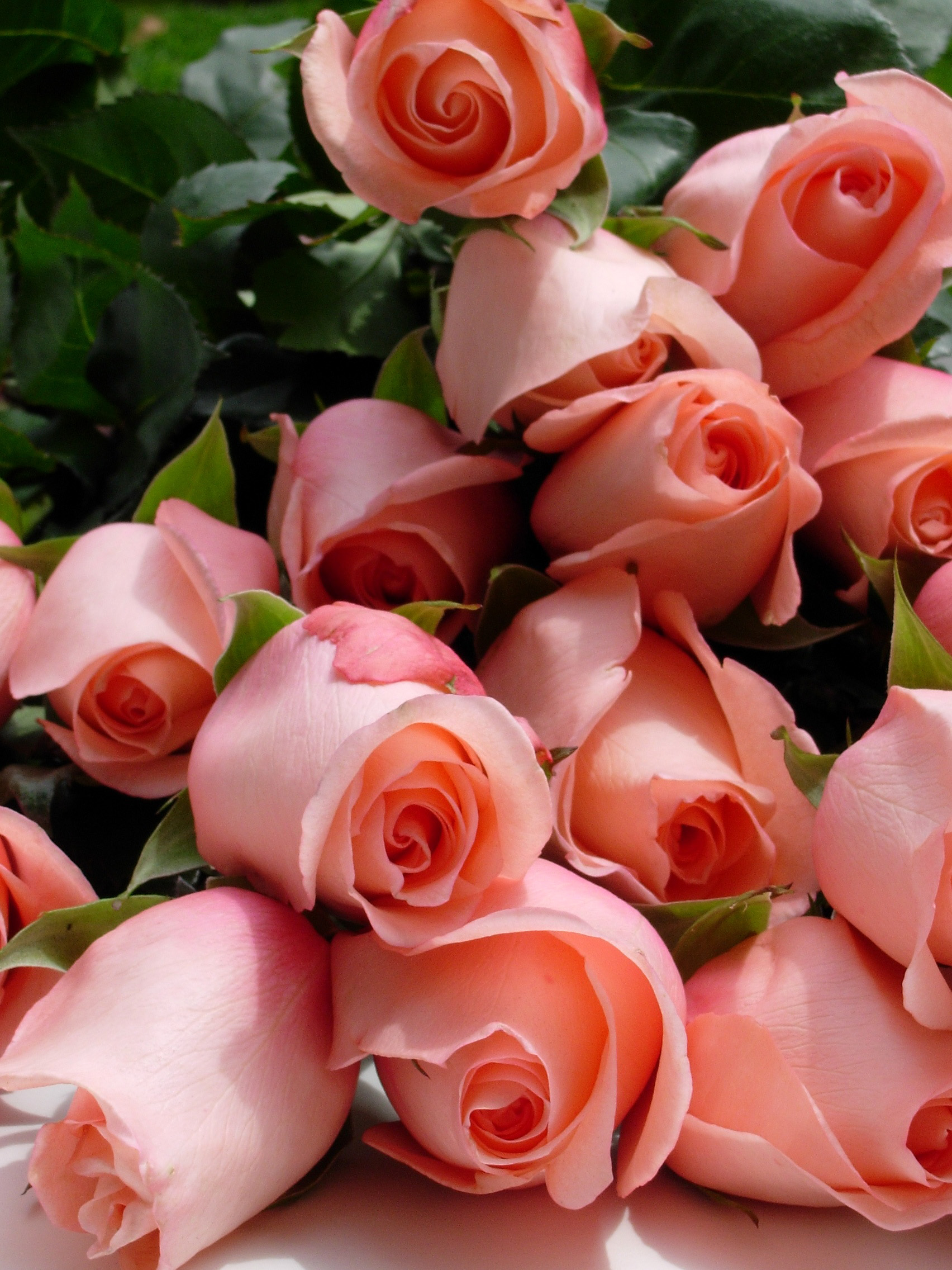 Box of 80 Large Roses (24″ / 60cm) | Mr Roses Farms