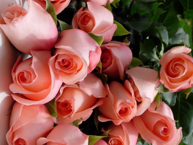Box of 80 Large Roses (24″ / 60cm) – MR Roses Farms