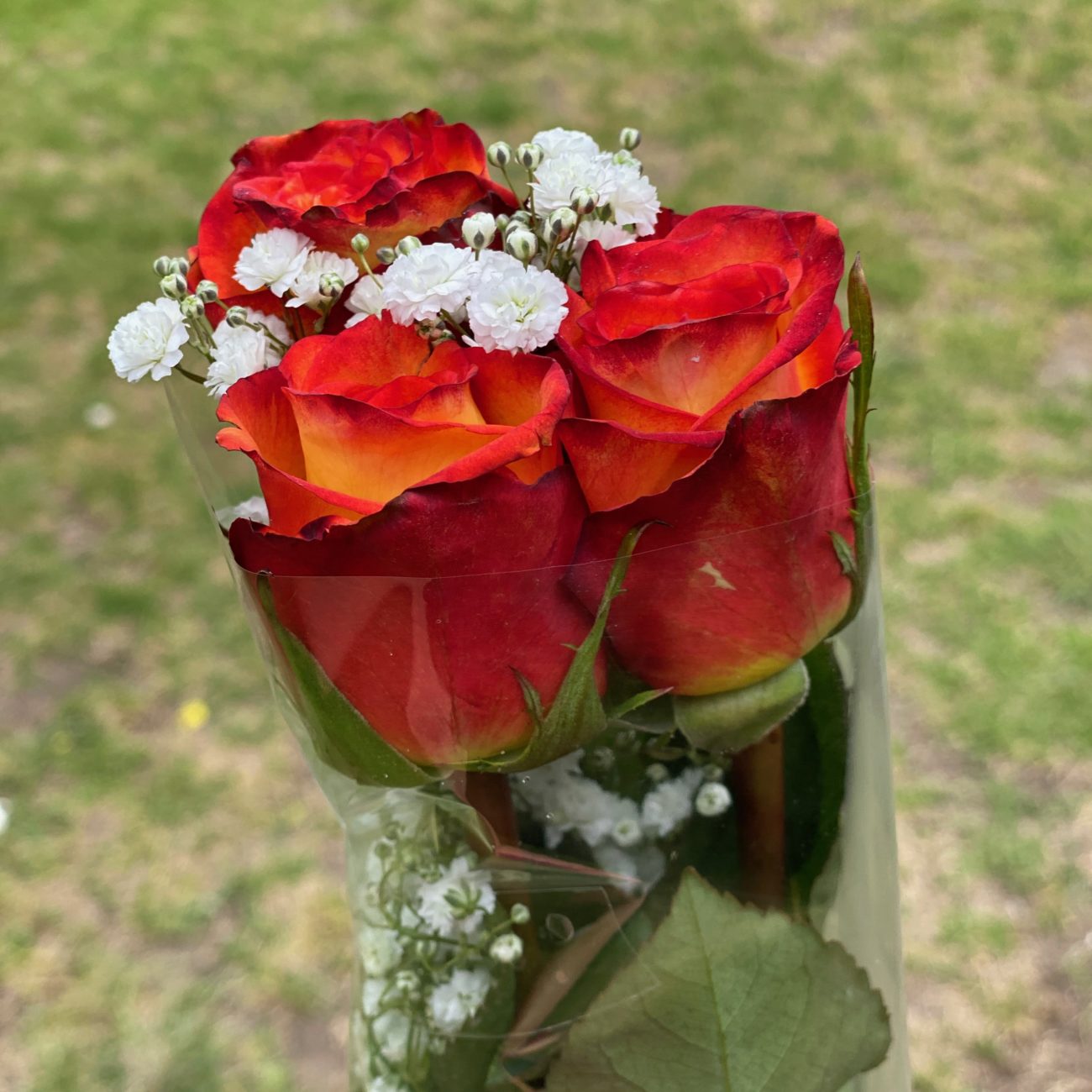 Box of 150 Roses Individually Wrapped (40cm 16″) MR Roses Farms