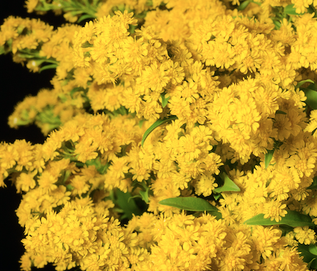 Box of 150 stems of Solidago Golden Glory – MR Roses Farms